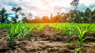 Webinar – Promoting Dialogue Between the National Quality Infrastructure and the Agriculture Sector in Trinidad and Tobago