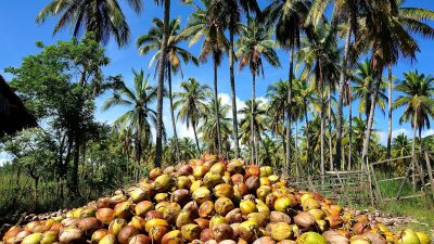 FINAL DRAFT CARICOM REGIONAL DOCUMENTS FOR THE COCONUT INDUSTRY – VSS AND GAP