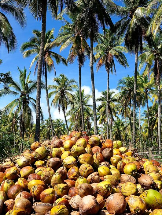 FINAL DRAFT CARICOM REGIONAL DOCUMENTS FOR THE COCONUT INDUSTRY – VSS AND GAP